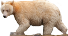 Arctic Spirit Bear135 70png