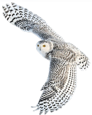 snowy owl 2 130 162