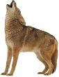 coyote 110 85